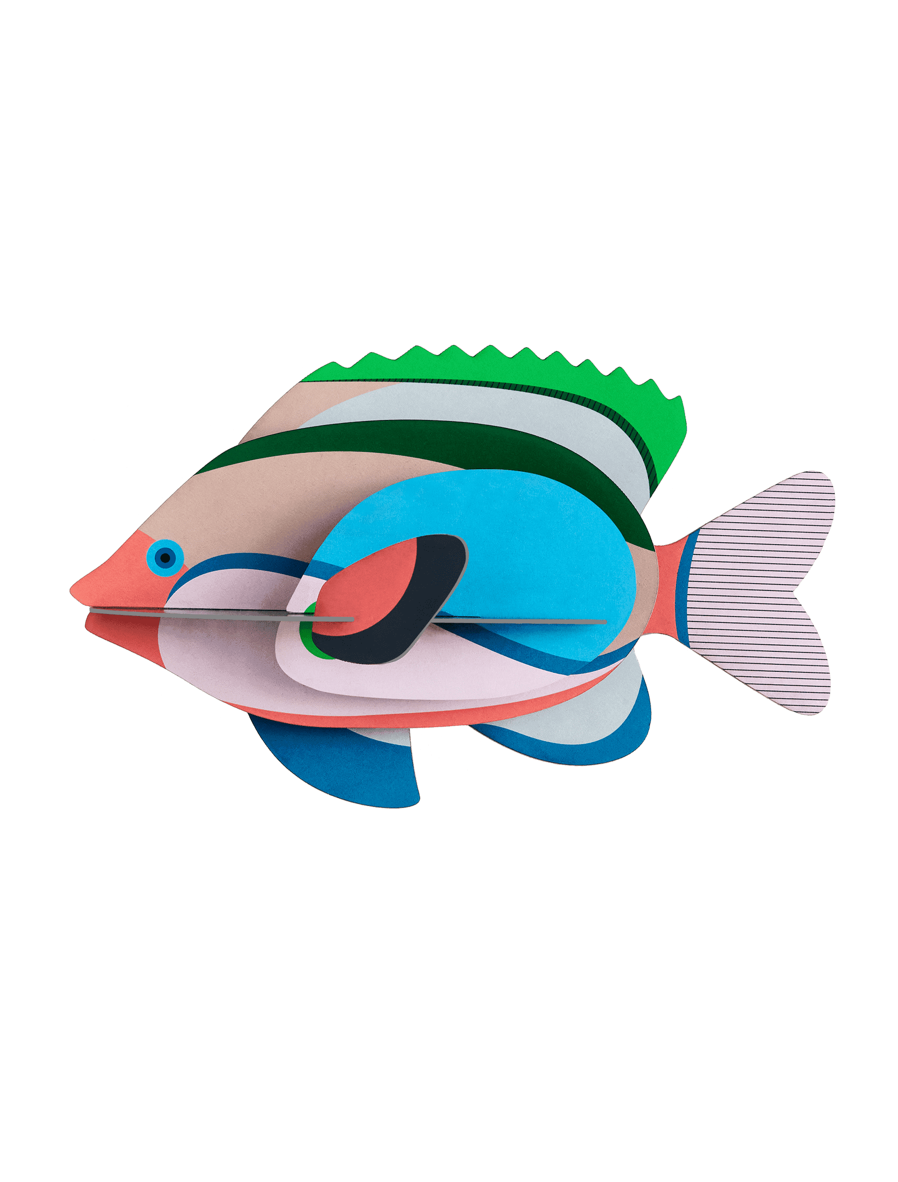 FAIRY-WRASSE-1