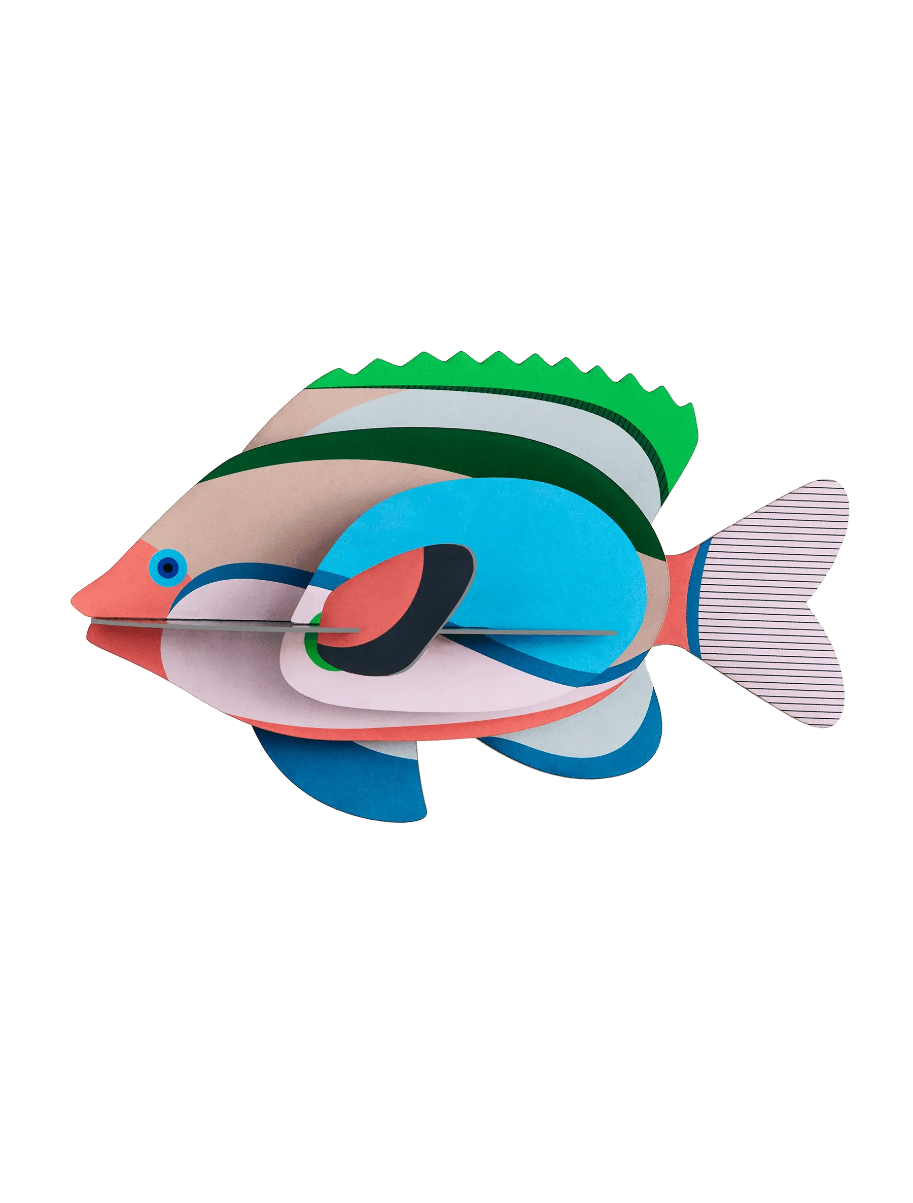 FAIRY-WRASSE-1